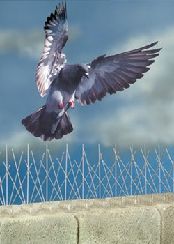 Защита от птиц -  Фото 1