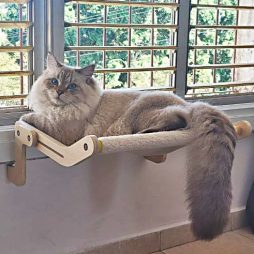 Невский маскарадный кот (вязка)