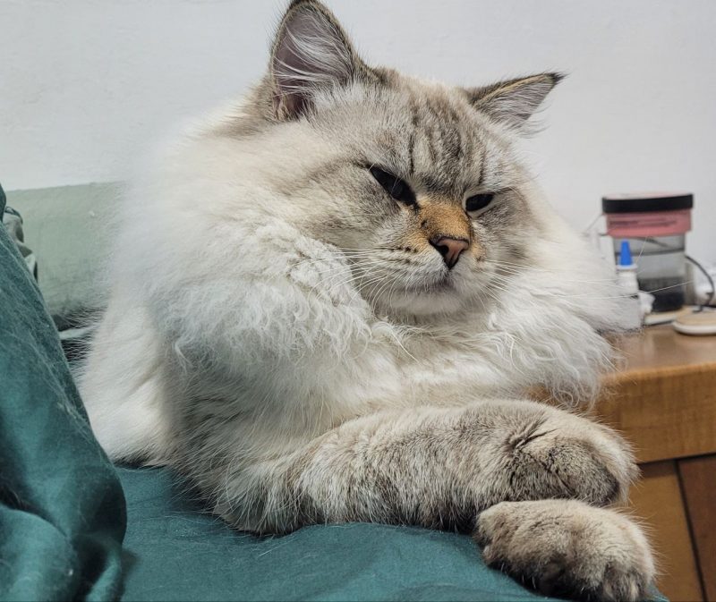 Невский маскарадный кот (вязка) -  Фото 2