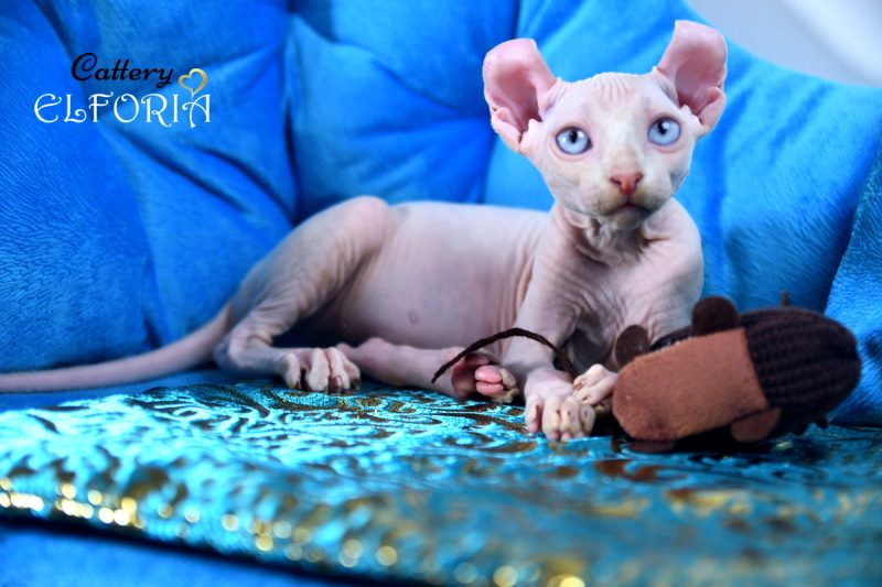 Котята Sphynx, Elf, DWELF. -  Фото 4