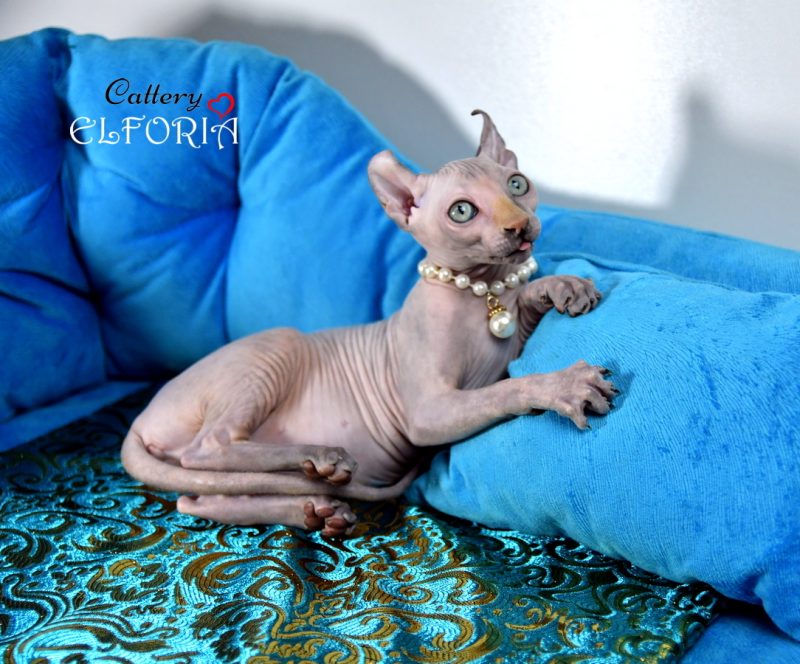 Котята Sphynx, Elf, DWELF. -  Фото 7