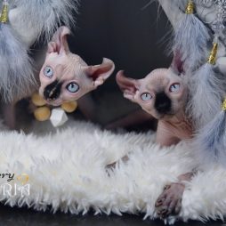 Котята Sphynx, Elf, DWELF.