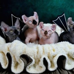 Котята Sphynx, Elf, DWELF.