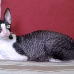 Кудрявые котята Корниш рекс