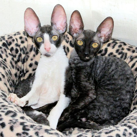 Кудрявые котята Корниш рекс -  Фото 7