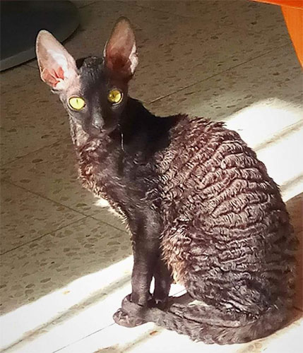 Кудрявые котята Корниш рекс -  Фото 10