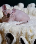Превью, всего фото: 3