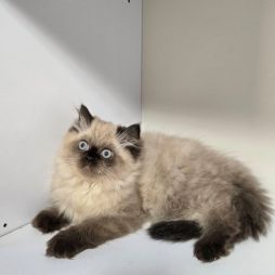 Гималайские котята