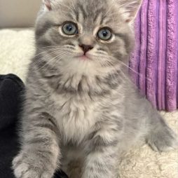 Милый игривый котик британский.