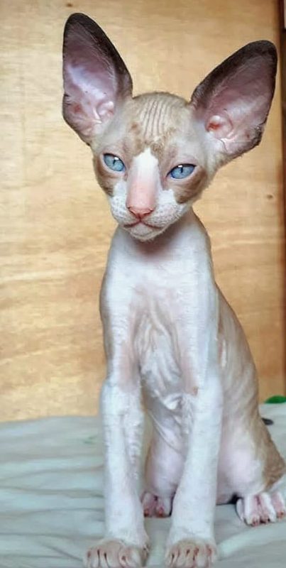 Кудрявые котята Корниш рекс -  Фото 4