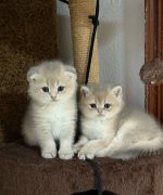 Превью, всего фото: 2