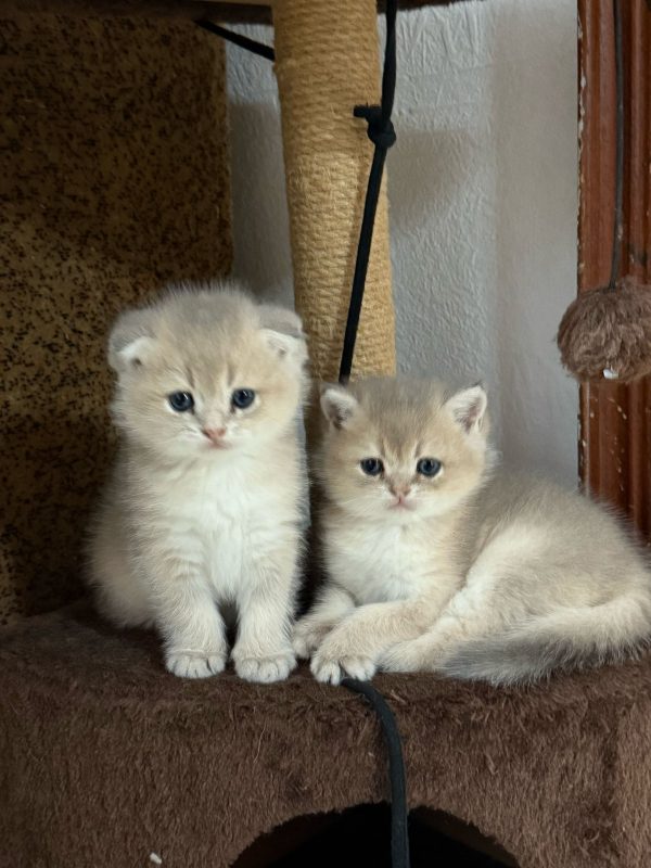 Шотлаские пушистики, котята -  Фото 2