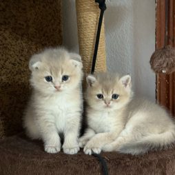 Шотлаские пушистики, котята