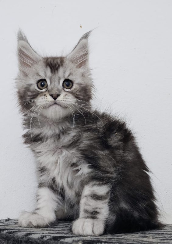 Котята -  Фото 4