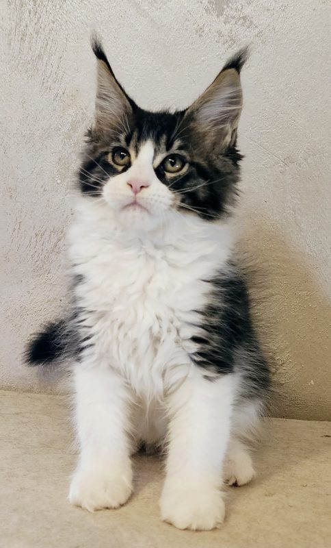 Котята -  Фото 3