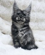 Превью, всего фото: 3