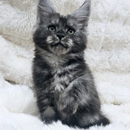 Мейн кун