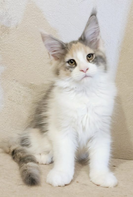 Котята -  Фото 2