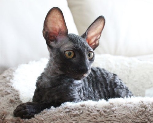 Кудрявые котята Корниш рекс -  Фото 10