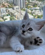 Превью, всего фото: 3