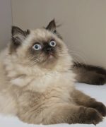 Превью, всего фото: 6