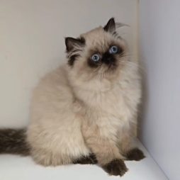 Гималайские котята