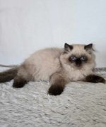 Превью, всего фото: 6