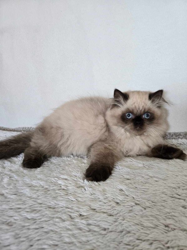 Гималайские котята -  Фото 2