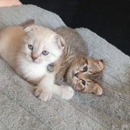 Продам котят