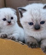 Превью, всего фото: 3