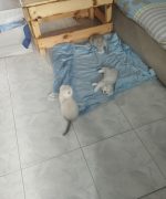 Превью, всего фото: 4
