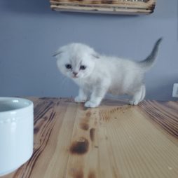 Продажа котят