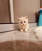 Превью, всего фото: 3