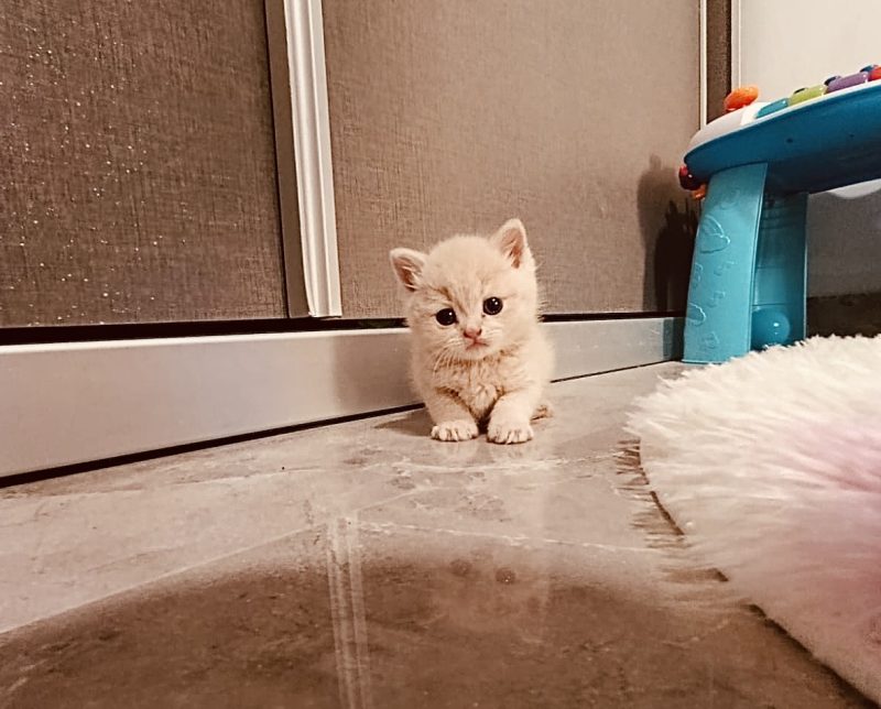Котята шотландские -  Фото 2