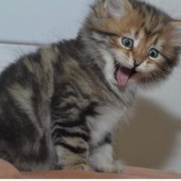 Котята мейн-кун