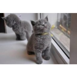Русские голубые котята