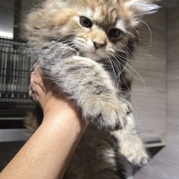 Питомник предлагает на продажу котят породы МЕЙН КУН.С документами и