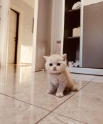 Превью, всего фото: 3