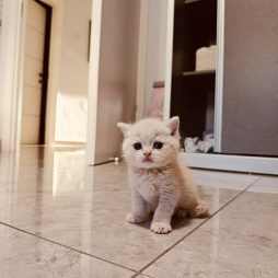 Котята шотландские