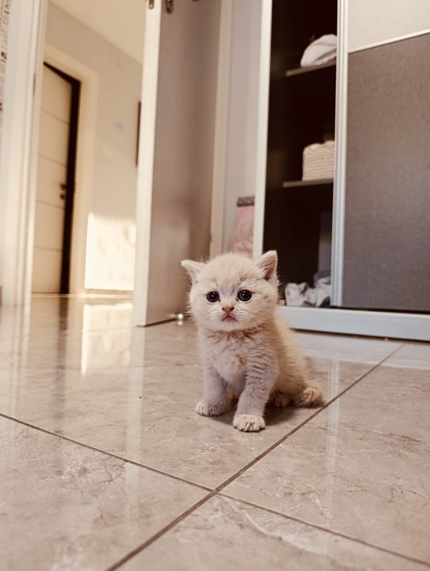 Котята шотландские -  Фото 1