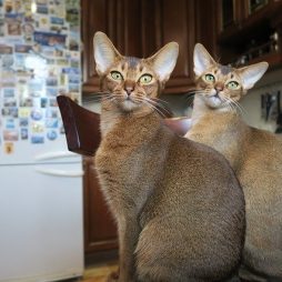 Абиссинские котята готовы к переезду