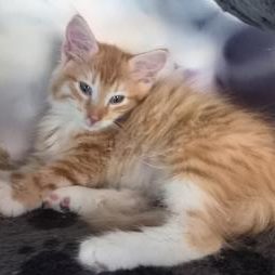 Котята лесной кошки в возрасте 11 недель