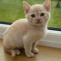 Бурманские котята Наши самые красивые на свете