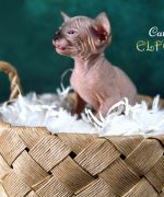 Превью, всего фото: 10