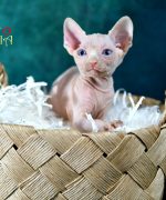 Превью, всего фото: 10
