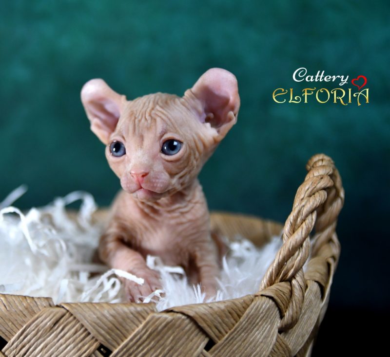 котята Канадского cфинкса, Эльфы, Двельфы -  Фото 6