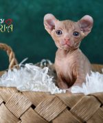 Превью, всего фото: 10
