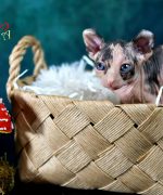 Превью, всего фото: 10