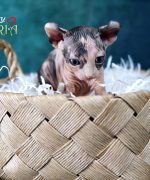 Превью, всего фото: 10