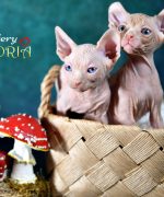 Превью, всего фото: 10